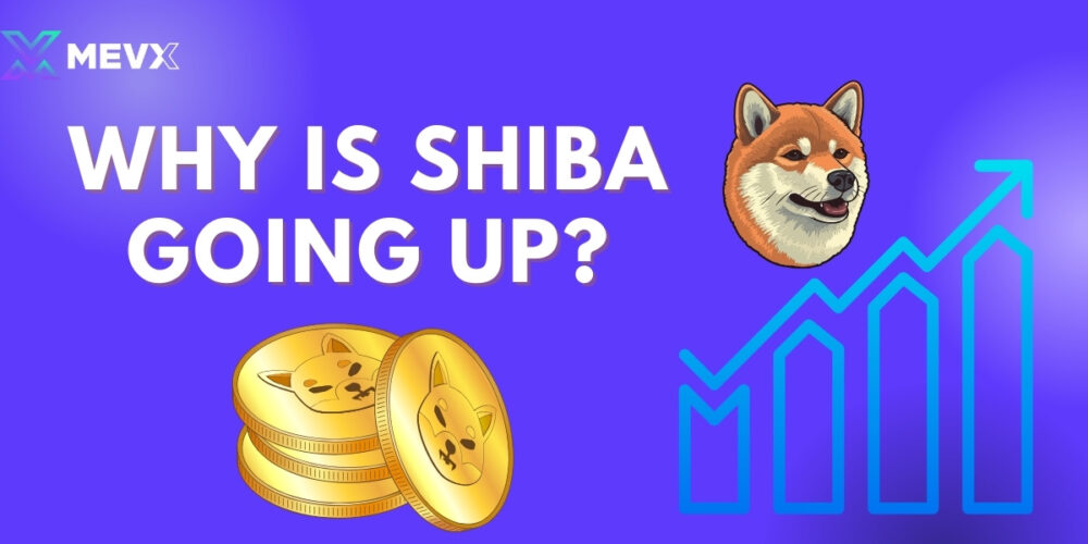 Why is Shiba Going Up